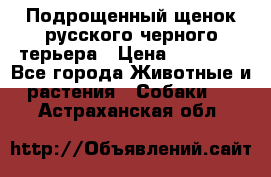 Подрощенный щенок русского черного терьера › Цена ­ 35 000 - Все города Животные и растения » Собаки   . Астраханская обл.